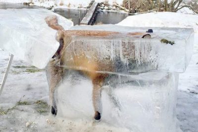 Germany: Freeze Fox in the cold water of the river was placed on exhibition