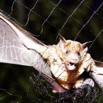 Bats making food to human blood