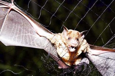 Bats making food to human blood