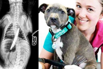 Bitch saved lives even swallow eight inches tall Knife