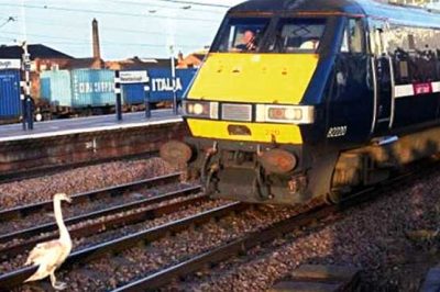 Train delays caused by the stubborn goose, "Sorry" the claims