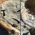 Saudi experts discovered the extinct elephant ivory