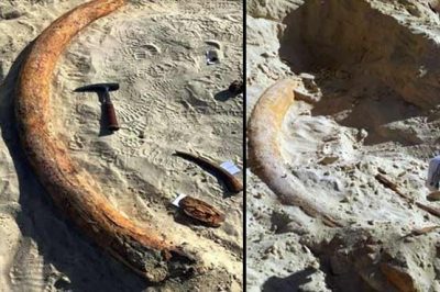 Saudi experts discovered the extinct elephant ivory