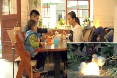 Taiwan: chicken baby place in Cafe has become the focus of audience attention