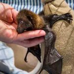 First Cesarean Bat operation in the world, the child healthy