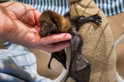 First Cesarean Bat operation in the world, the child healthy
