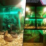 Rabi Pirzada salon snake placed in the ladies' attention