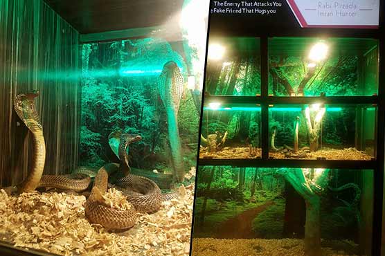 Rabi Pirzada salon snake placed in the ladies' attention