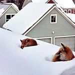 Clever Foxes went on the roof to heat in the snow weather