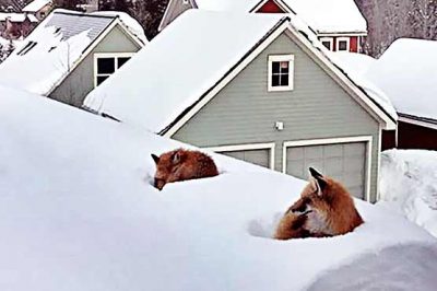 Clever Foxes went on the roof to heat in the snow weather