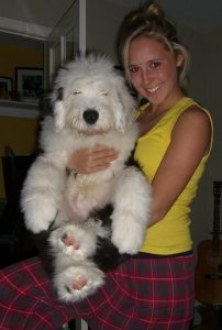 who can resist Sheepdogs Bobtail