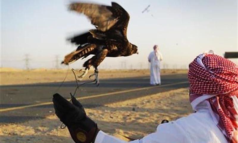 Senate: Echo of gas shortages, Arab princes allowed to hunting hundred houbara bustard for ten days by Nawaz Raza on today