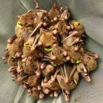 Bats can call each other names, ask the experts