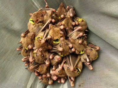 Bats can call each other names, ask the experts