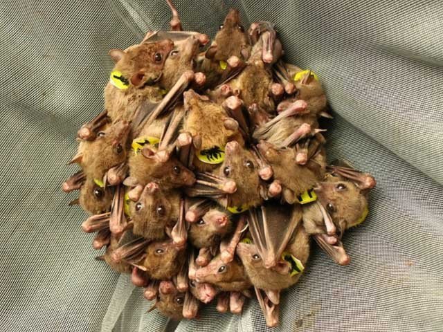 Bats can call each other names, ask the experts