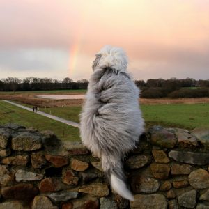 who can resist Sheepdogs Bobtail