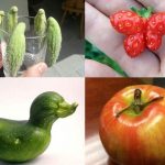 Mans and animals to Corresponding with fruit and vegetables