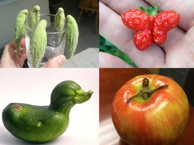 Mans and animals to Corresponding with fruit and vegetables