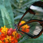 The transparent Animals that can be seen across