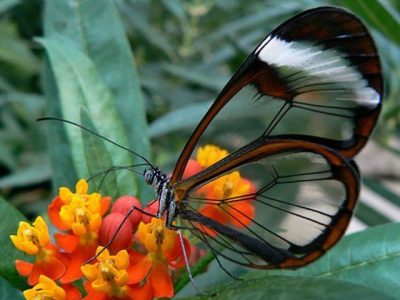 The transparent Animals that can be seen across
