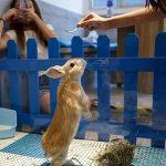 Rabbit restaurant's popularity in Hong Kong