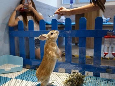 Rabbit restaurant's popularity in Hong Kong