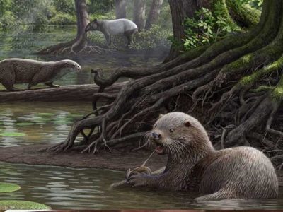 Discovered traces of millions of years old '' Otter '