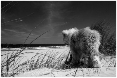 who can resist Sheepdogs Bobtail
