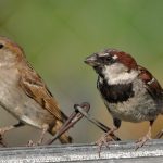 "The story of the sparrow and cry." by Asar Chouhan on today
