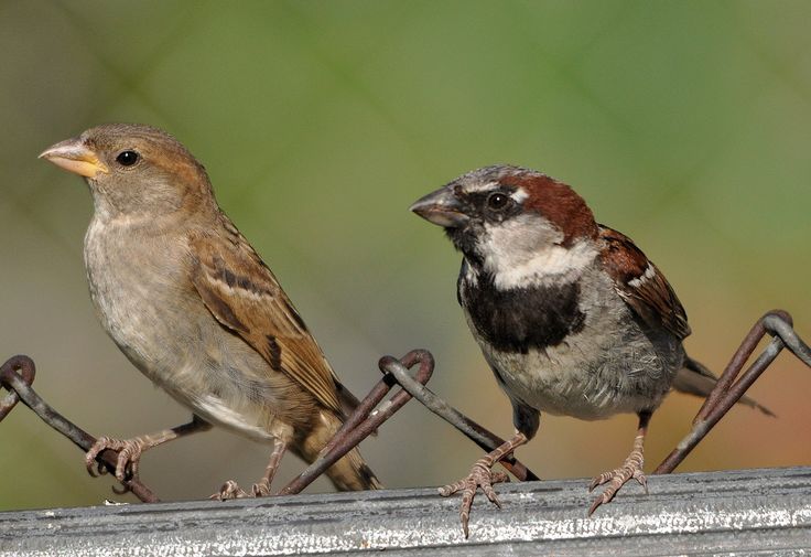 "The story of the sparrow and cry." by Asar Chouhan on today