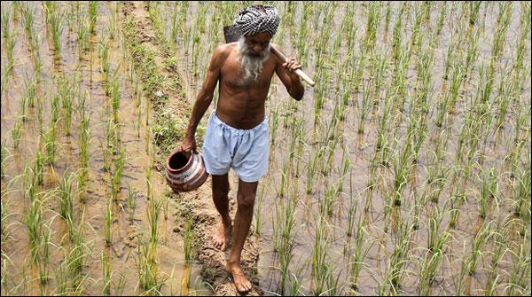 Suicides bent has increased in Indian farmers