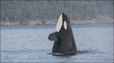 The world's longest life 'whale fish' died