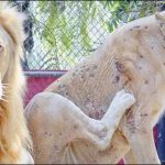 Karachi: The diagnosis of disease names psoriasis in Zoo tigress