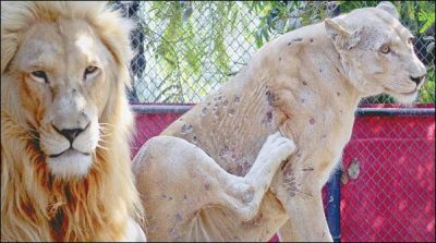 Karachi: The diagnosis of disease names psoriasis  in Zoo tigress