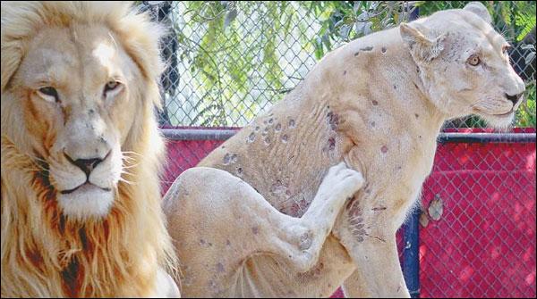 Karachi: The diagnosis of disease names psoriasis in Zoo tigress