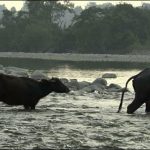 The buffaloes were trapped who taken down to bathe in the river
