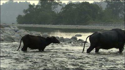 The buffaloes were trapped who taken down to bathe in the river