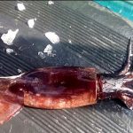 The extraordinary number of Squid on the shores of Sindh, Balochistan