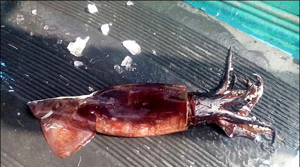The extraordinary number of Squid on the shores of Sindh, Balochistan