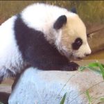 Baby pandas exhibit at the Spanish zoo