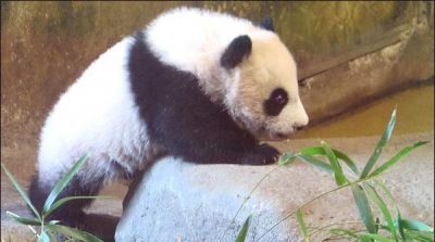 Baby pandas exhibit at the Spanish zoo