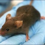 Lahore: Mice rule in Maw and Services Hospital