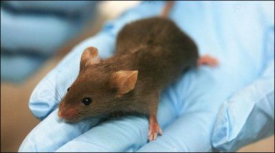  Lahore: Mice rule in Maw and Services Hospital