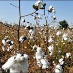 Cotton prices in the domestic market