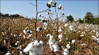 Cotton prices in the domestic market