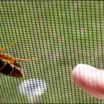 Australia: 27 killed in 13 years from sting of wasp and bees