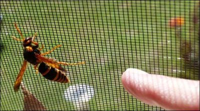 Australia: 27 killed in 13 years from sting of wasp and bees