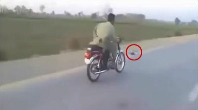 The unique pigeons of Pakistani pigeons became famous on the Internet