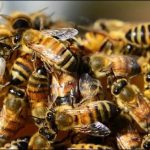 Australia: Honey Bees and wasp dangerous like snakes