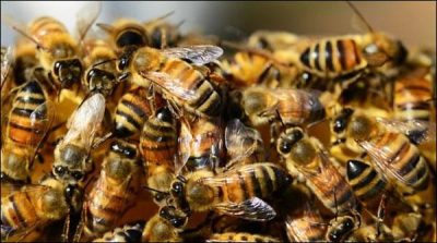 Australia: Honey Bees and wasp dangerous like snakes